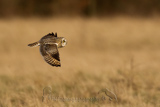   Short-eared Owl (Asio flammeus flammeus)